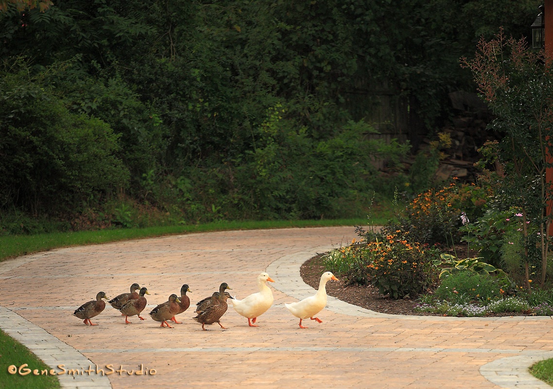 Two white ducks lead parade across dyed concrete driveway